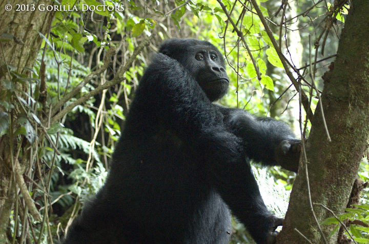 Mt. Tshiabirimu Gorillas Thriving Despite Challenges